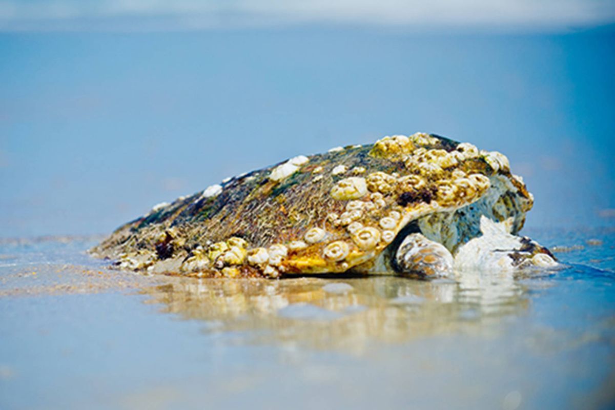 Dubai Turtle Rehabilitation Centre: A Beacon of Hope for Sea Turtles