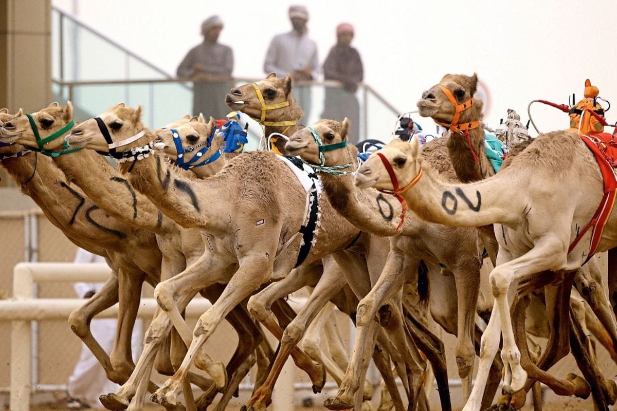 Дубайские скачки. Гонки на верблюдах в арабских Эмиратах. Верблюжий ипподром Dubai Camel Race track. Верблюжьи бега в Дубае. Camel в ОАЭ.
