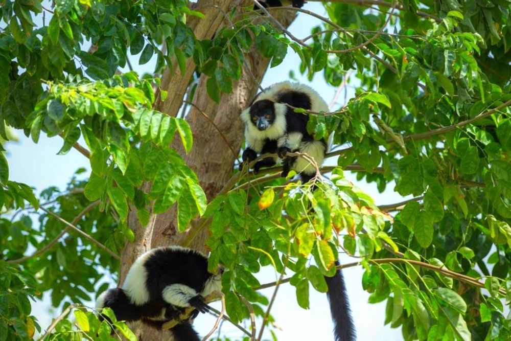Dubai Safari Park reopens its doors to the public