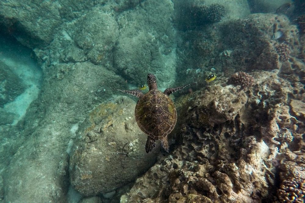 UAE joins international efforts to preserve marine life