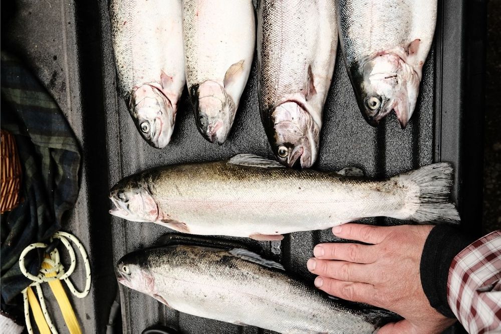 Dubai has 401 active licences in fisheries sector, says Dubai Economy