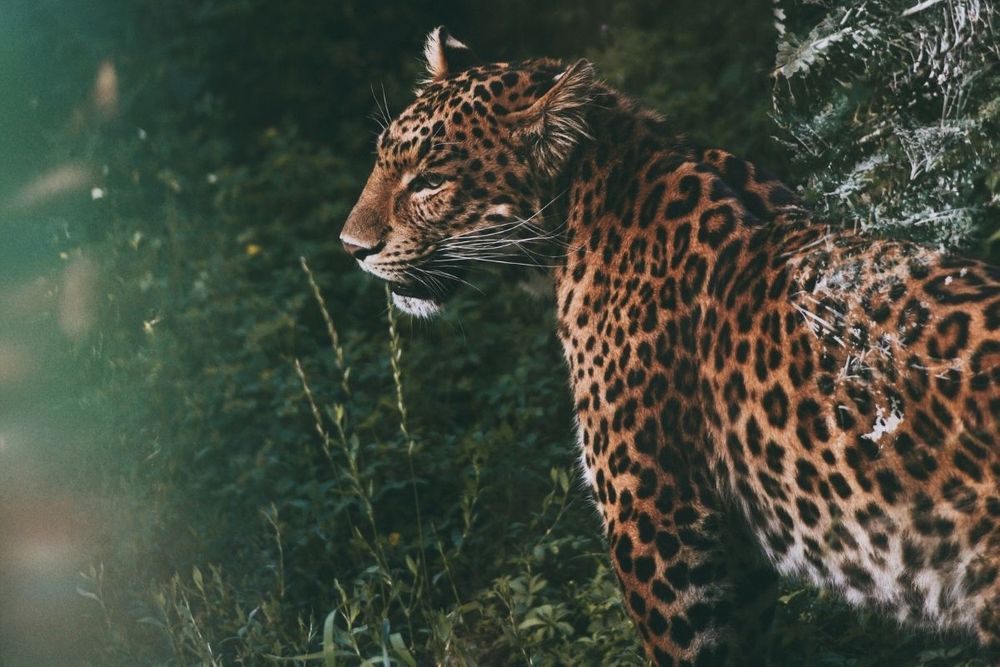 Dubai Police, municipality team up to enforce law on ‘Regulating Possession of Dangerous Animals’