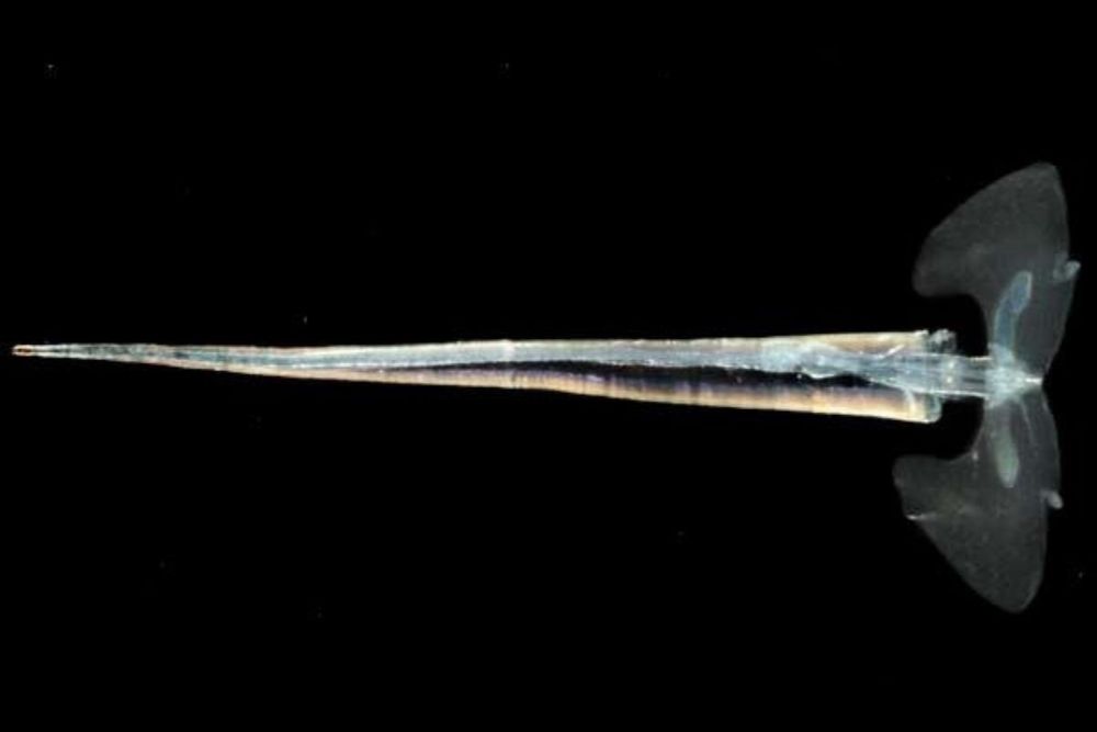 Marine Creatures spotted on emirate’s beaches are harmless: Dubai Municipality