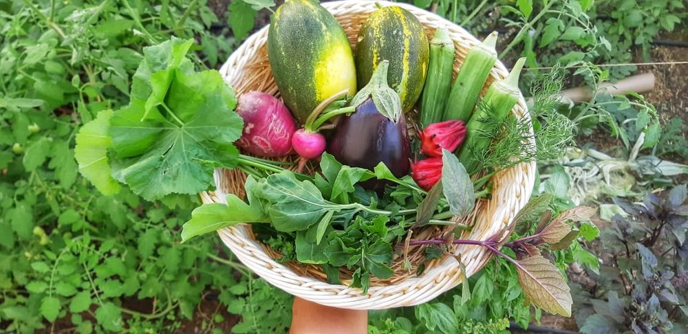 Explore Dubai’s home-grown produce scene through range of agricultural