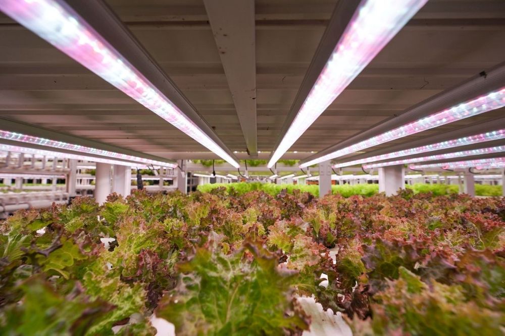 NIP boosts local food production by offering Hydroponics Vertical Farming