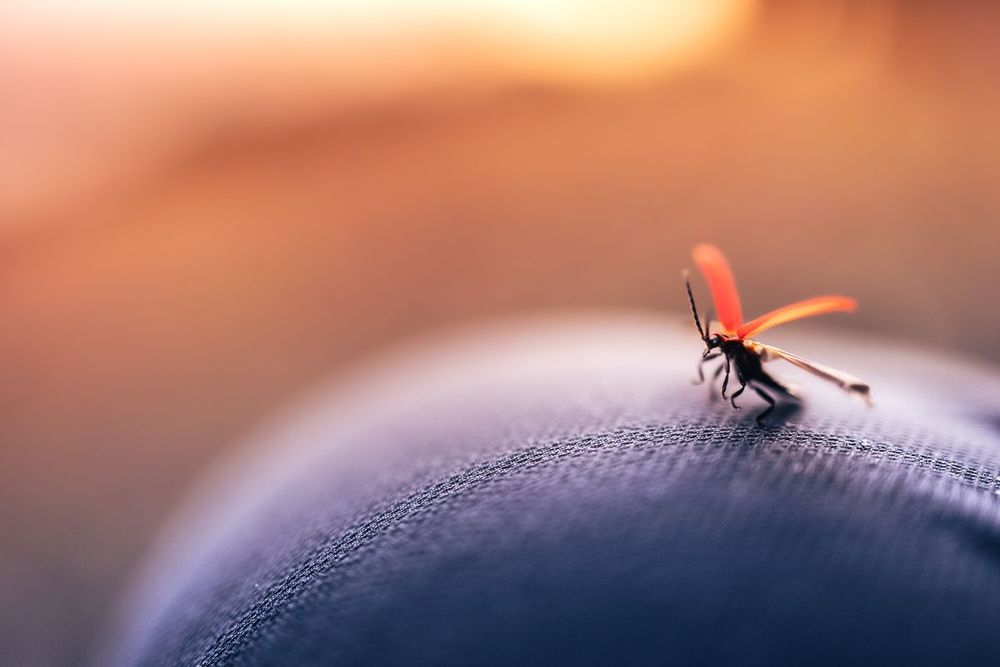 UAE: Phase two of National Mosquito Control Programme begins
