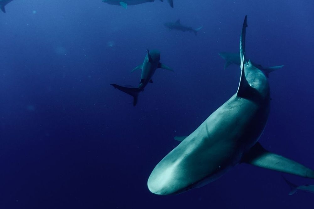 UAE Applies Seasonal Ban on Fishing Sharks, 1st March onwards