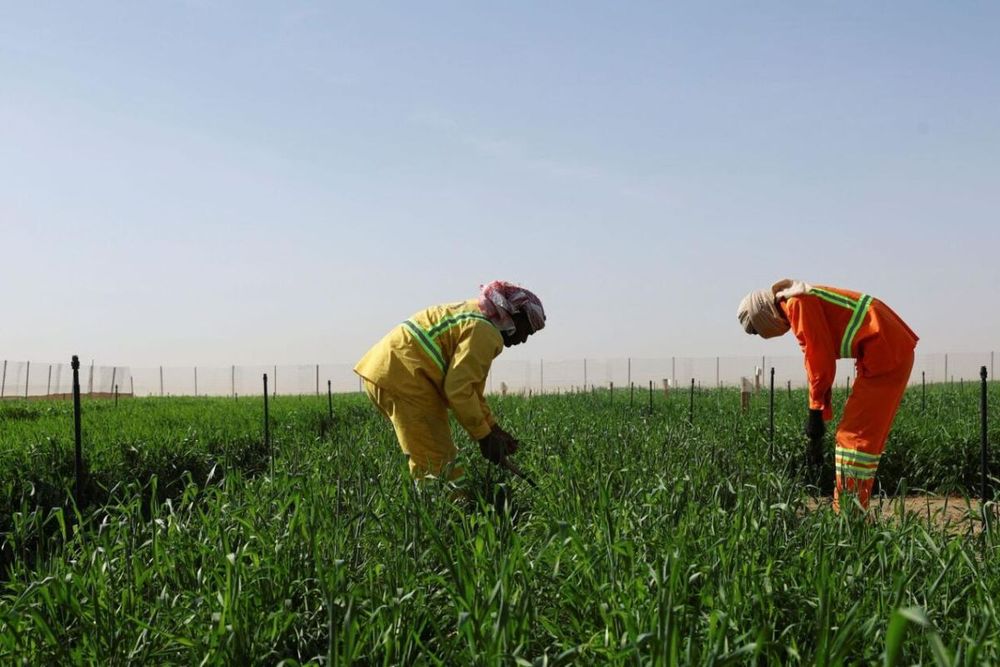 Uae Has Achieved The Highest Ranking For Food Security In The Middle