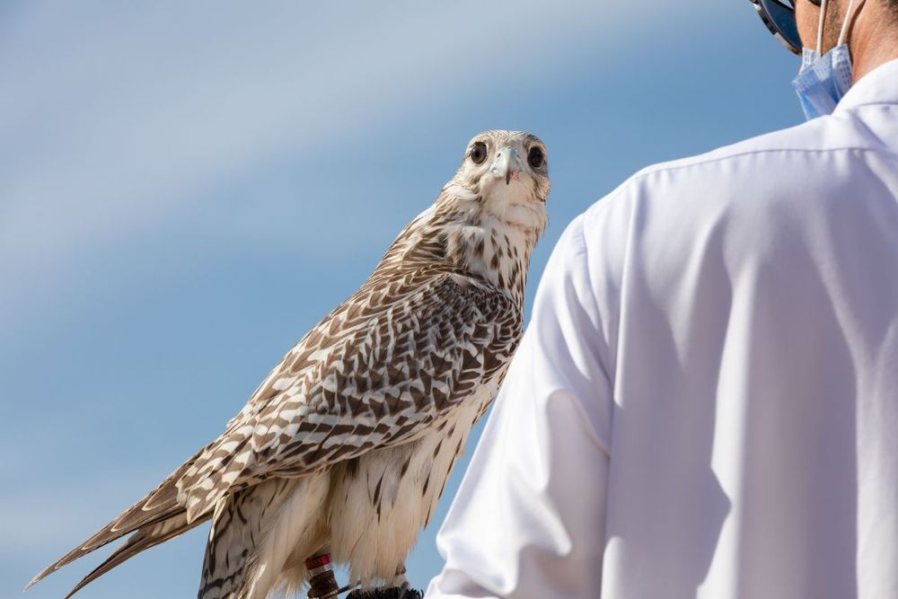 Four new falconry organisations join the International Federation for Falconry Sports and Racing