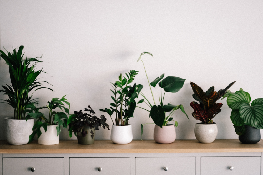The Green Thumb Guide to Finding the Best Plant Nurseries in Dubai