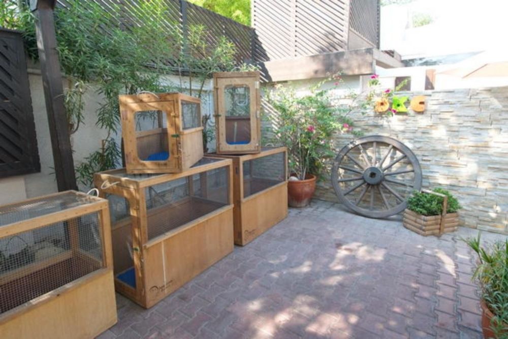 Dubai's Pet Paradise Boarding Facilities that Your Pets Will Love