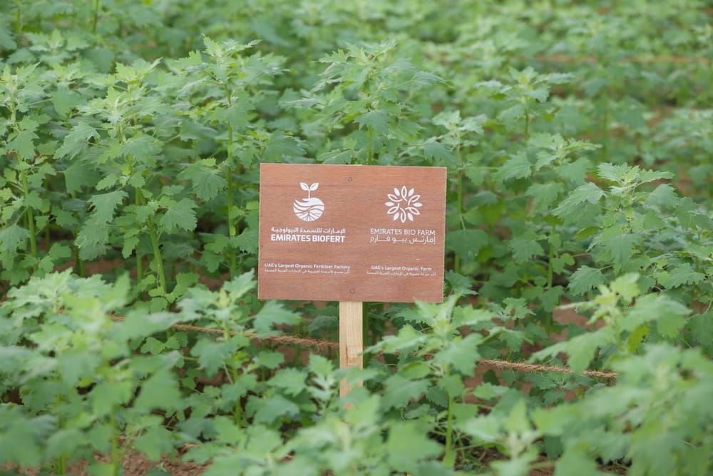 Expo City Farm to Host Inaugural Harvest Festival on April 27