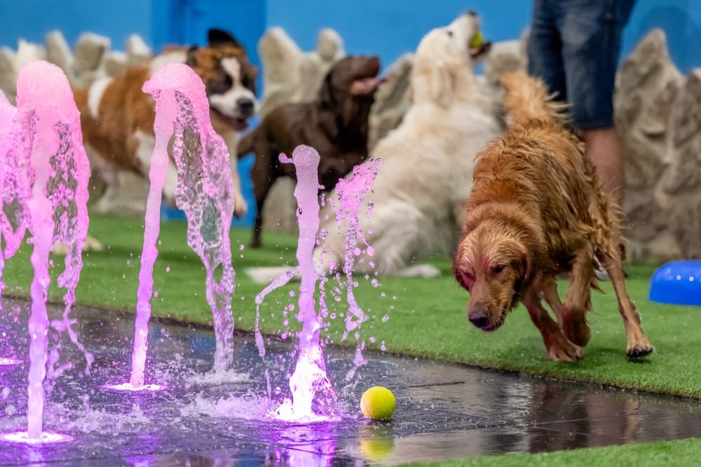 Not All Heroes Wear Capes! Petsville Offers FREE Boarding For Pets Affected By Recent Floods