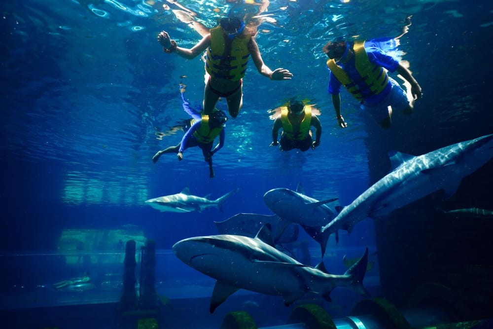 Fin-tastic Fun Awaits During AquaVenture's Summer of Sharks Celebrating the UAE's  Native Species