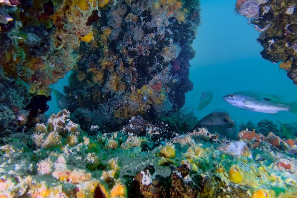 DUBAI REEF Initiative Boosts Marine Life and Biodiversity in Local Waters