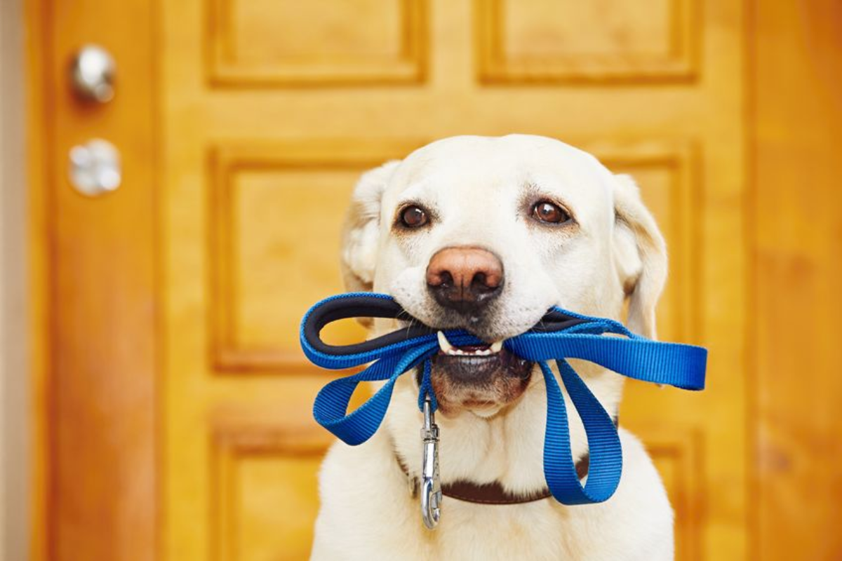 Pet Etiquette for Apartment Living
