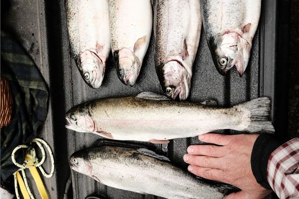 Dubai has 401 active licences in fisheries sector, says Dubai Economy