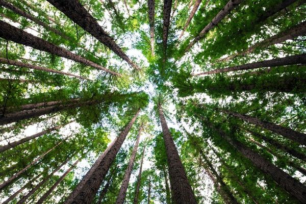 UAE's the Storey Group Launches One Billion Trees Initiative