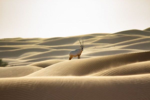 Emirates Group reaffirms commitment to wildlife & habitat conservation