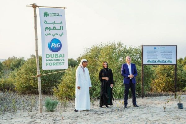 Emirates Marine Environmental Group, Procter & Gamble launch P&G Dubai Mangrove Forest