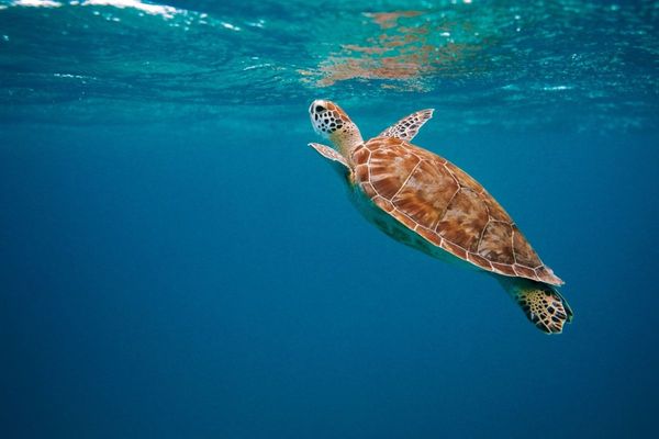 RTA endorses its 5-Year Sustainability Plan 2021-2025