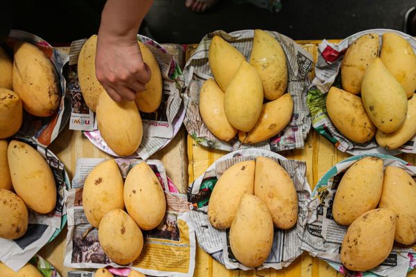 Pakistan Mango Festival takes place in Dubai next week; visitors get FREE entry