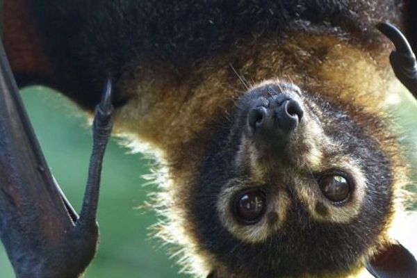 The Green Planet in Dubai is now home to the region's first flying foxes