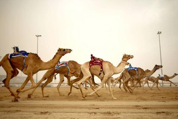 Experience the excitement of a camel race in Dubai