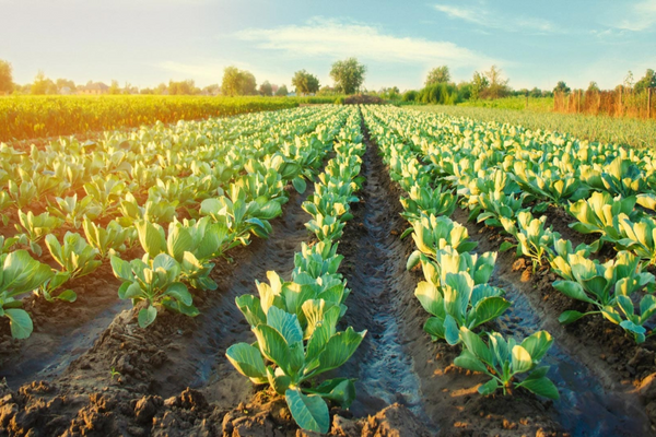 Ministry of Climate Change launches Food and Agriculture Entrepreneurs Programme