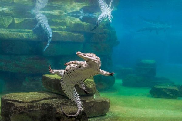 Dubai Crocodile Park set to open before Eid: Ticket prices revealed