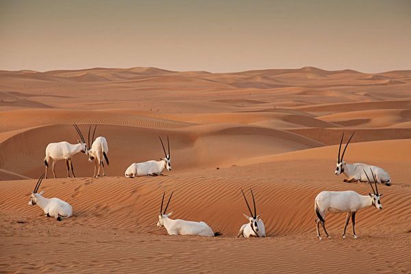 Dubai Desert Conservation Reserve - Protected Natural Habitat