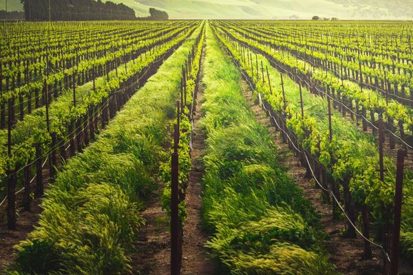 Ministry of Community Development, Etihad Water & Electricity announce implementation mechanism of new support scheme for low-income farm owners