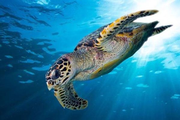 Dubai Turtle Rehabilitation Centre: A Beacon of Hope for Sea Turtles
