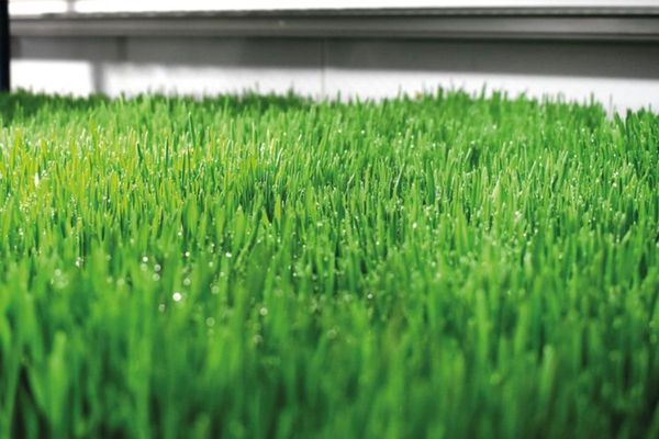 Dubai Investments partners with E20 to develop agricultural land in Angola