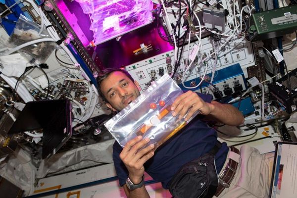 Emirati astronaut undertakes HRF Veg Experiment aimed at enhancing space nutrition