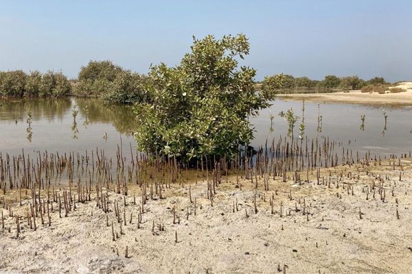 UAE committed to protecting mangroves, enhancing their natural habitats