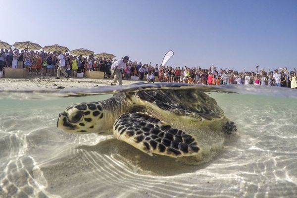Jumeirah Group leads Sea Turtle Rehabilitation Project for Marine Conservation