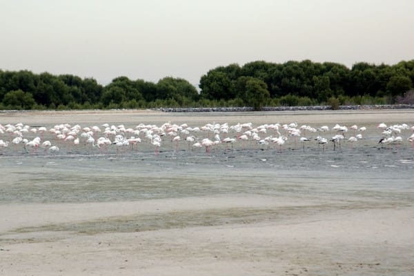 Dubai Thrives as a Biodiversity Hotspot Despite the Desert Environment