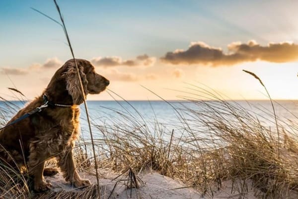 Pet-friendly beaches in the UAE