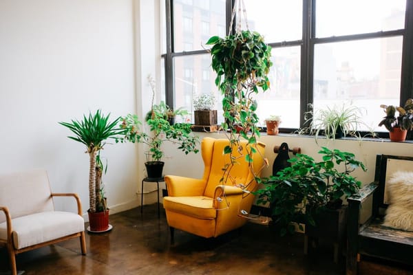 Enhance Your Indoor Spaces with Nature Using Houseplants