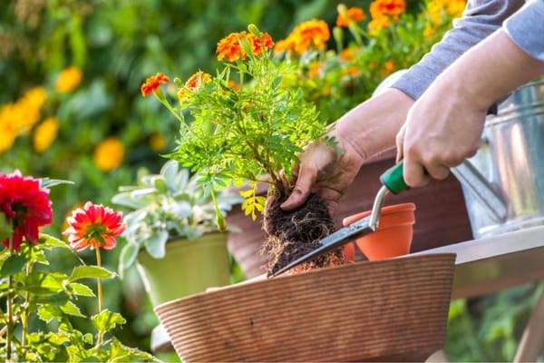 Beating the Heat: Essential Gardening Tips for Dubai Summers