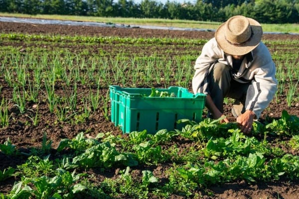 Exploring Organic Farming in Dubai: Where to Get Fresh Produce