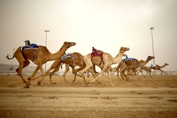National Day Camel Marathon Kicks Off with Preliminary Races at Al Marmoom Race Track