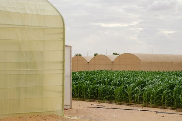 UAE Pavilion to Present 'Pressure Cooker' at Venice Biennale 2025