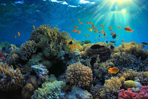 UAE Launches World’s Largest Coral Reef Restoration Drive to Protect Marine Biodiversity