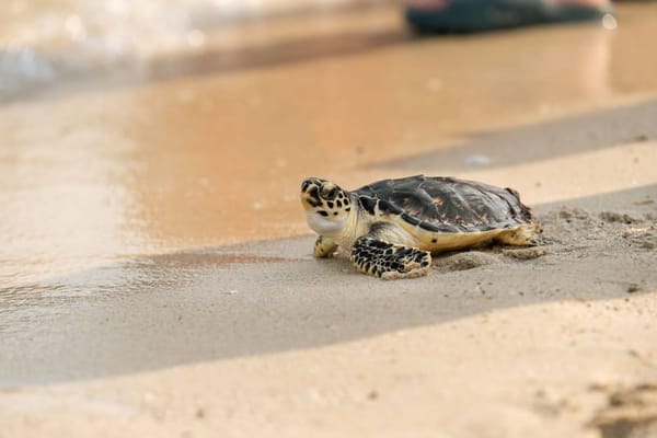 Jumeirah Releases 72 Rehabilitated Sea Turtles on World Sea Turtle Day