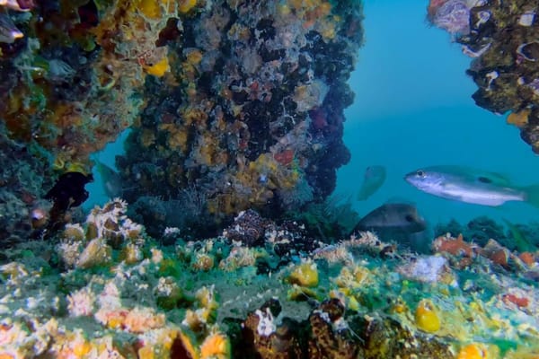 DUBAI REEF Initiative Boosts Marine Life and Biodiversity in Local Waters